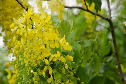 Cassia fistula  is the national tree of Thailand, and its flower is Thailand's national flower.It blooms in late spring. Flowering is profuse, with trees being covered with yellow flowers,