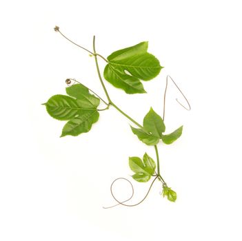 Green leaves and brace of passion fruit on white background