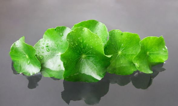 Closeup fresh leaf of Gotu kola, Asiatic pennywort, Indian pennywort on water, herb and medical concept