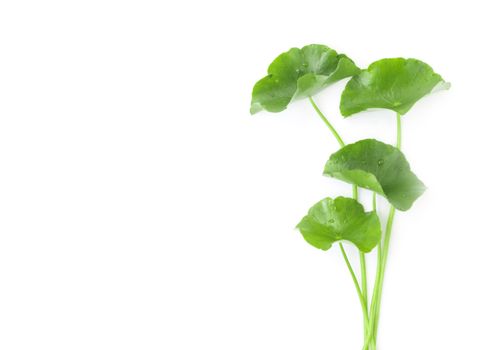 Closeup leaf of Gotu kola, Asiatic pennywort, Indian pennywort on white background, herb and medical concept