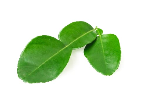 Bergamot green leaf isolated on white background with clipping path