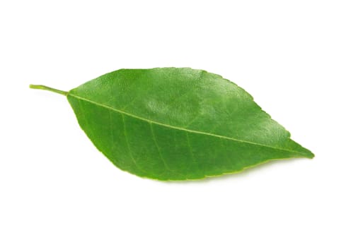 Lemon leaf isolated on white background with clipping path