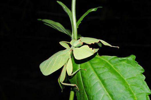 Phyllium bioculatum have extremely flattened, irregularly shaped bodies, wings, and legs.