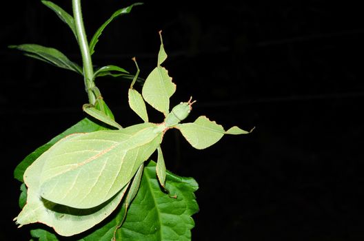 Phyllium bioculatum have extremely flattened, irregularly shaped bodies, wings, and legs.