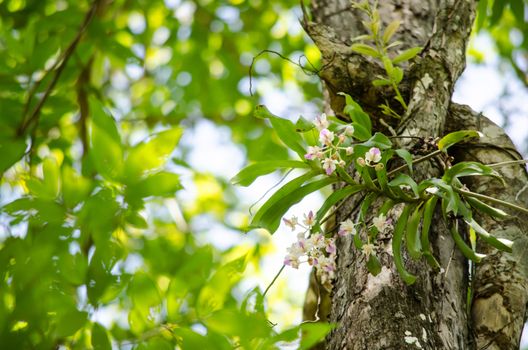 The Orchidaceae are a diverse and widespread family of flowering plants, with blooms that are often colourful .