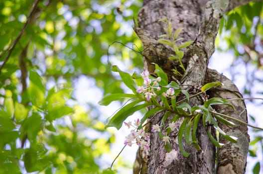 The Orchidaceae are a diverse and widespread family of flowering plants, with blooms that are often colourful .