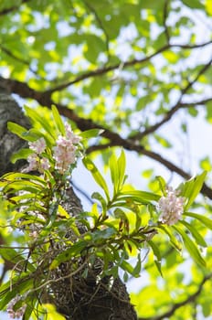 The Orchidaceae are a diverse and widespread family of flowering plants, with blooms that are often colourful .