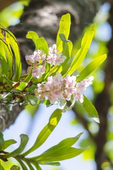 The Orchidaceae are a diverse and widespread family of flowering plants, with blooms that are often colourful .