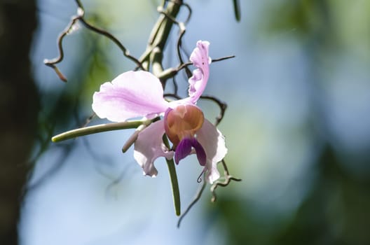 The Orchidaceae are a diverse and widespread family of flowering plants, with blooms that are often colourful .