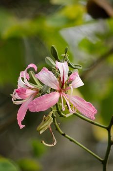 Purple orchid tree is closely related to peacock flower  and  most beautiful, the royal poinciana