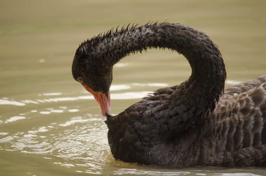 Cygnus atratus is a large waterbird with mostly black plumage and red bills.