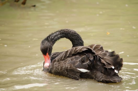 Cygnus atratus is a large waterbird with mostly black plumage and red bills.