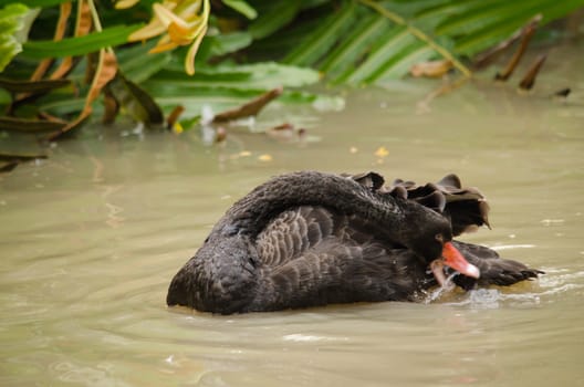 Cygnus atratus is a large waterbird with mostly black plumage and red bills.