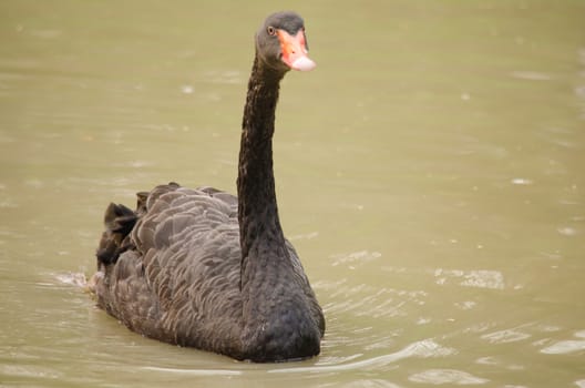 Cygnus atratus is a large waterbird with mostly black plumage and red bills.