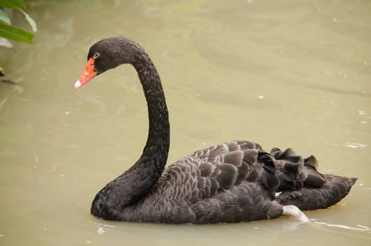 Cygnus atratus is a large waterbird with mostly black plumage and red bills.