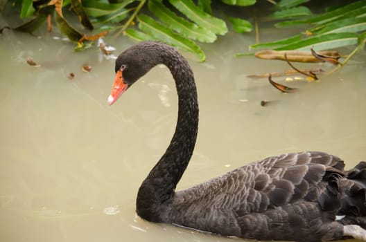 Cygnus atratus is a large waterbird with mostly black plumage and red bills.