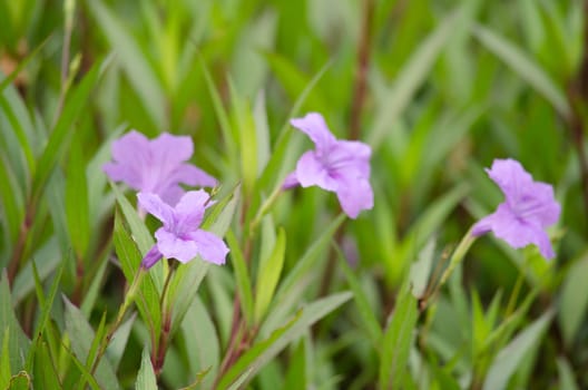 Ruellia squarrosa plant sink pots to the rim at the edge of ponds or water gardens.