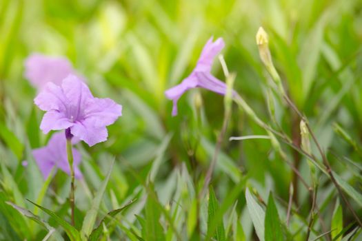 Ruellia squarrosa plant sink pots to the rim at the edge of ponds or water gardens.