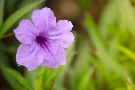 Ruellia squarrosa plant sink pots to the rim at the edge of ponds or water gardens.