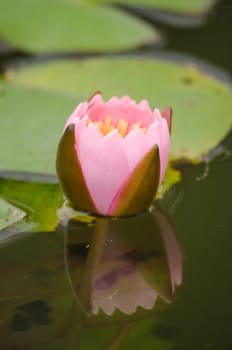 Lotus Flower is one of two extant species of aquatic plant in the family Nelumbonaceae.