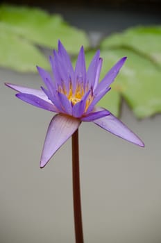 Lotus Flower is one of two extant species of aquatic plant in the family Nelumbonaceae.