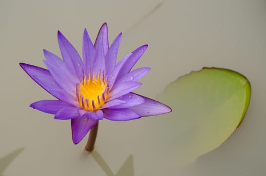 Lotus Flower is one of two extant species of aquatic plant in the family Nelumbonaceae.