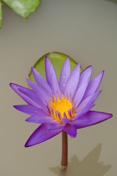 Lotus Flower is one of two extant species of aquatic plant in the family Nelumbonaceae.