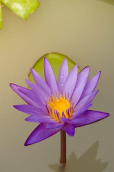 Lotus Flower is one of two extant species of aquatic plant in the family Nelumbonaceae.