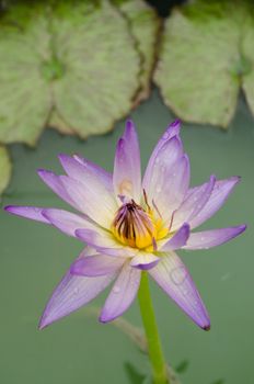 Lotus Flower is one of two extant species of aquatic plant in the family Nelumbonaceae.