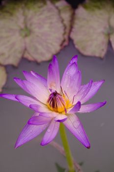 Lotus Flower is one of two extant species of aquatic plant in the family Nelumbonaceae.