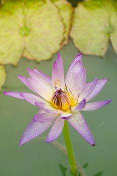 Lotus Flower is one of two extant species of aquatic plant in the family Nelumbonaceae.