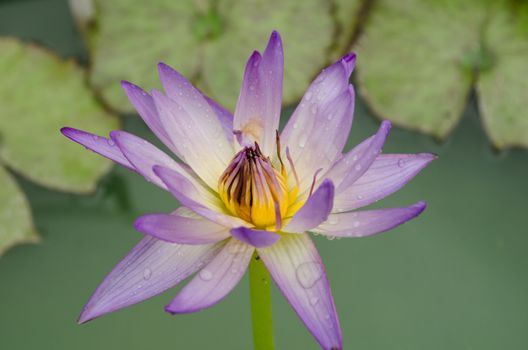 Lotus Flower is one of two extant species of aquatic plant in the family Nelumbonaceae.