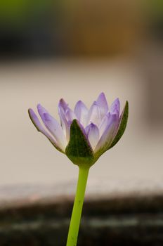 Lotus Flower is one of two extant species of aquatic plant in the family Nelumbonaceae.