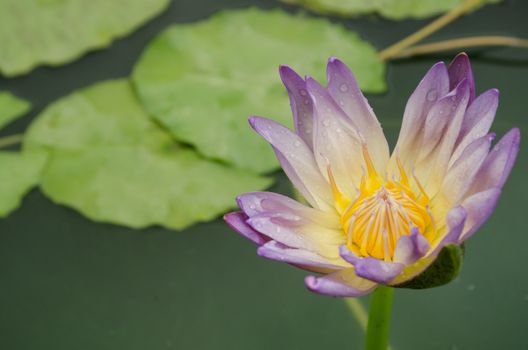 Lotus Flower is one of two extant species of aquatic plant in the family Nelumbonaceae.