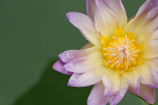 Lotus Flower is one of two extant species of aquatic plant in the family Nelumbonaceae.