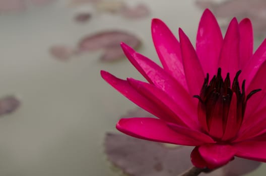 Lotus Flower is one of two extant species of aquatic plant in the family Nelumbonaceae.