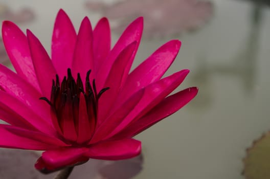 Lotus Flower is one of two extant species of aquatic plant in the family Nelumbonaceae.