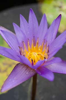 Lotus Flower is one of two extant species of aquatic plant in the family Nelumbonaceae.