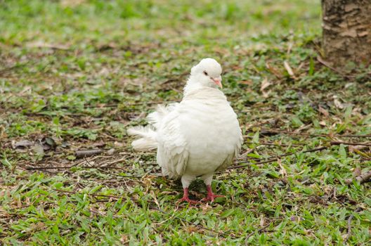 white rock pigeon  includes the domestic pigeon,  Escaped domestic pigeons have raised the populations of feral pigeons around the world