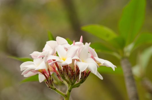 Most species are deciduous shrubs or small trees. are most fragrant at night