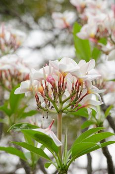 Most species are deciduous shrubs or small trees. are most fragrant at night