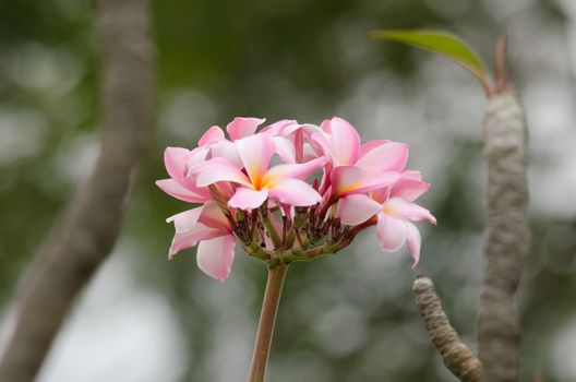 Most species are deciduous shrubs or small trees. are most fragrant at night