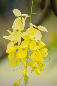 Cassia fistula  is the national tree of Thailand, and its flower is Thailand's national flower.It blooms in late spring. Flowering is profuse, with trees being covered with yellow flowers,