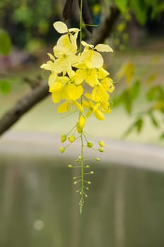 Cassia fistula  is the national tree of Thailand, and its flower is Thailand's national flower.It blooms in late spring. Flowering is profuse, with trees being covered with yellow flowers,