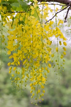 Cassia fistula  is the national tree of Thailand, and its flower is Thailand's national flower.It blooms in late spring. Flowering is profuse, with trees being covered with yellow flowers,