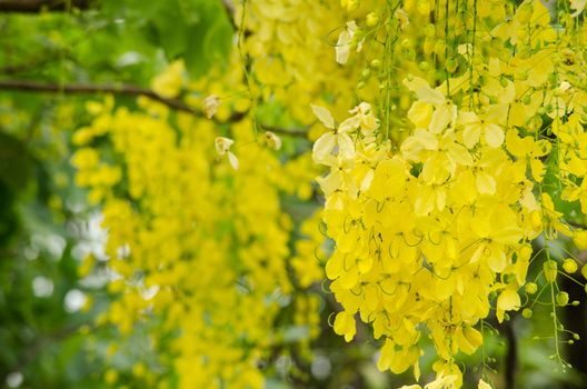 Cassia fistula  is the national tree of Thailand, and its flower is Thailand's national flower.It blooms in late spring. Flowering is profuse, with trees being covered with yellow flowers,