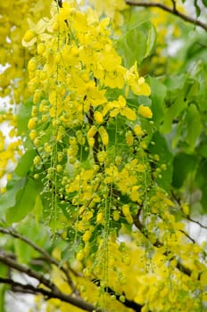 Cassia fistula  is the national tree of Thailand, and its flower is Thailand's national flower.It blooms in late spring. Flowering is profuse, with trees being covered with yellow flowers,