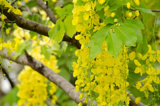 Cassia fistula  is the national tree of Thailand, and its flower is Thailand's national flower.It blooms in late spring. Flowering is profuse, with trees being covered with yellow flowers,