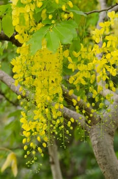 Cassia fistula  is the national tree of Thailand, and its flower is Thailand's national flower.It blooms in late spring. Flowering is profuse, with trees being covered with yellow flowers,