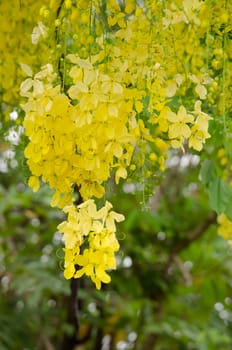 Cassia fistula  is the national tree of Thailand, and its flower is Thailand's national flower.It blooms in late spring. Flowering is profuse, with trees being covered with yellow flowers,